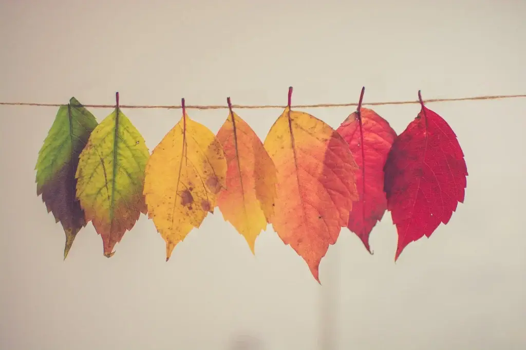 Colorful autumn leaves hanging on a string, displaying a gradient from green to red on a plain background.